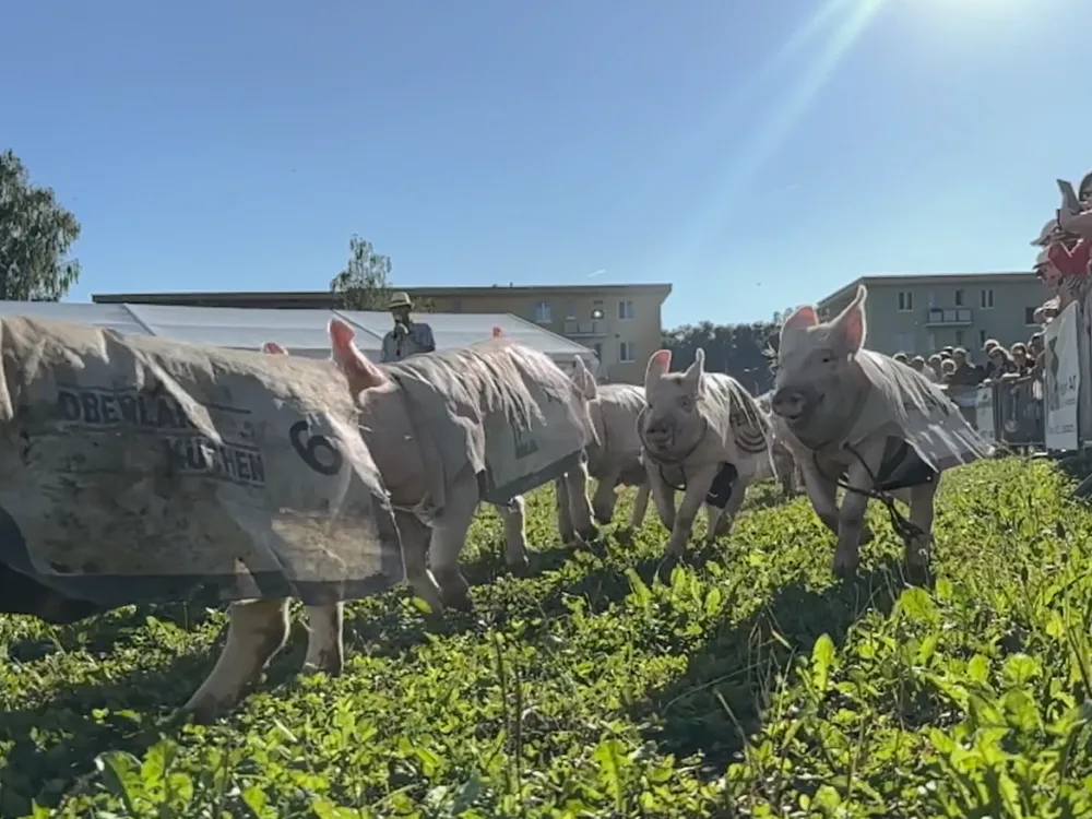 Man sieht rennende Säuli.